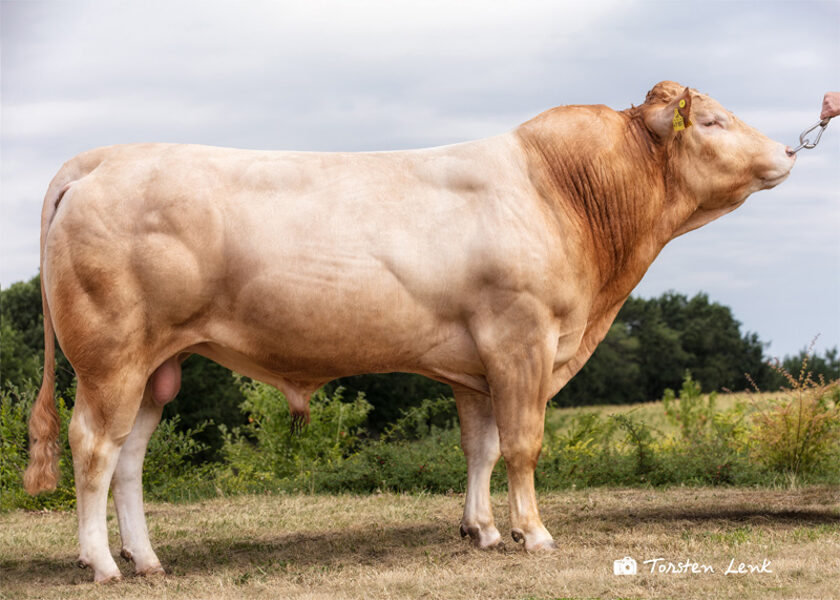 Blondais akvitānietis