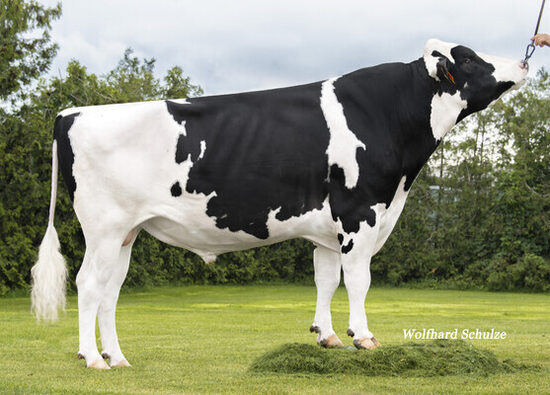 MIGEL  EX 92