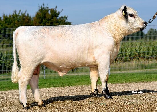 MAJORNIALL
